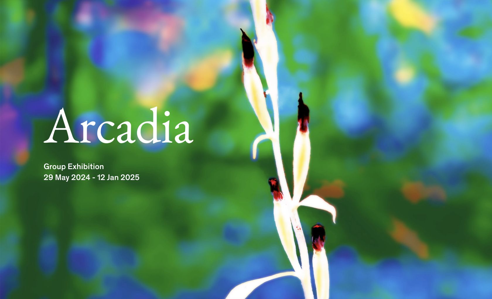 Arcadia May 29th, 2024 — January 12th, 2025