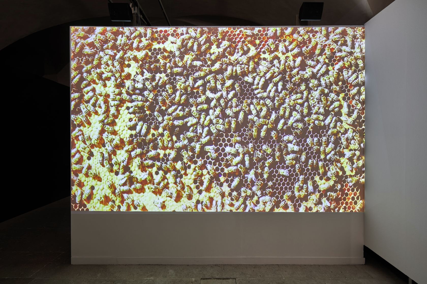 Ruche - Hive September 11th, 2020 &mdash; March 13th, 2021