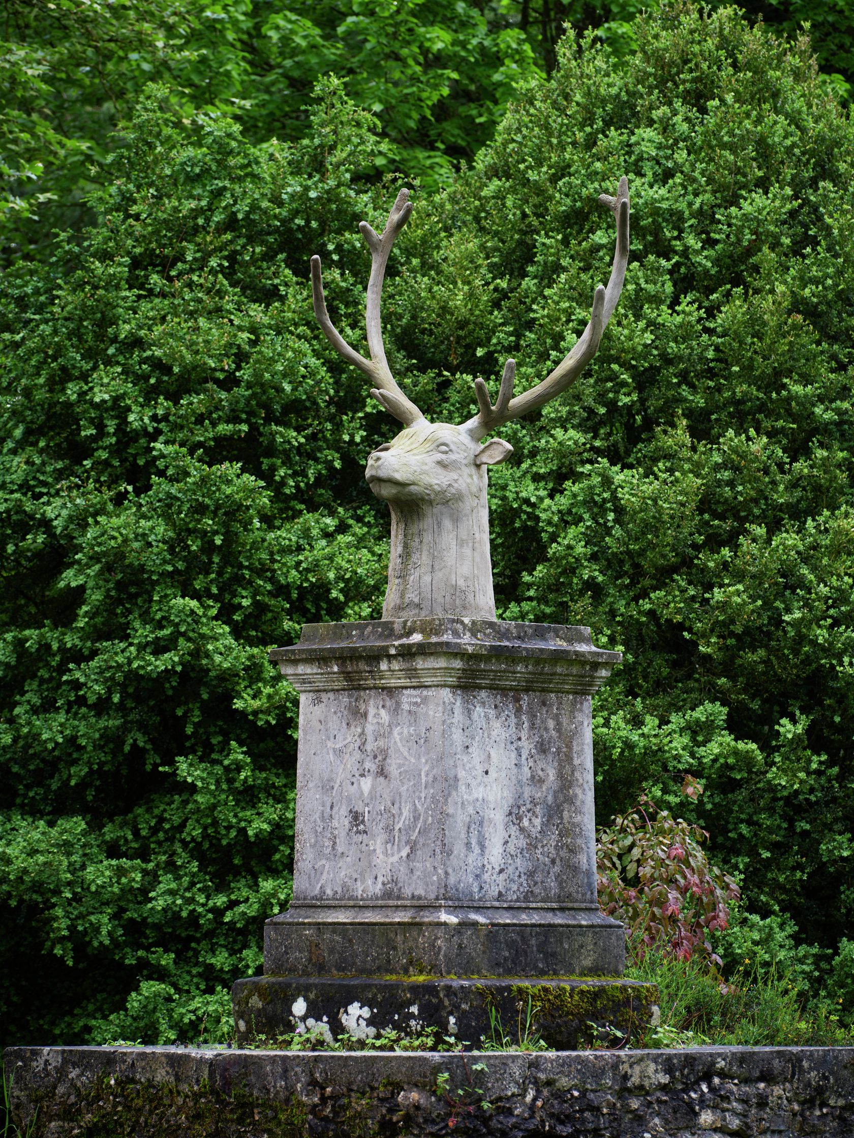 Cerf