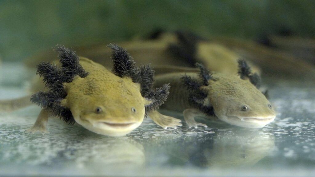 

Salvatore Arancio

, Fort St Angelo, Birgu (MT), 11 mars  &mdash; 29 mai 2026