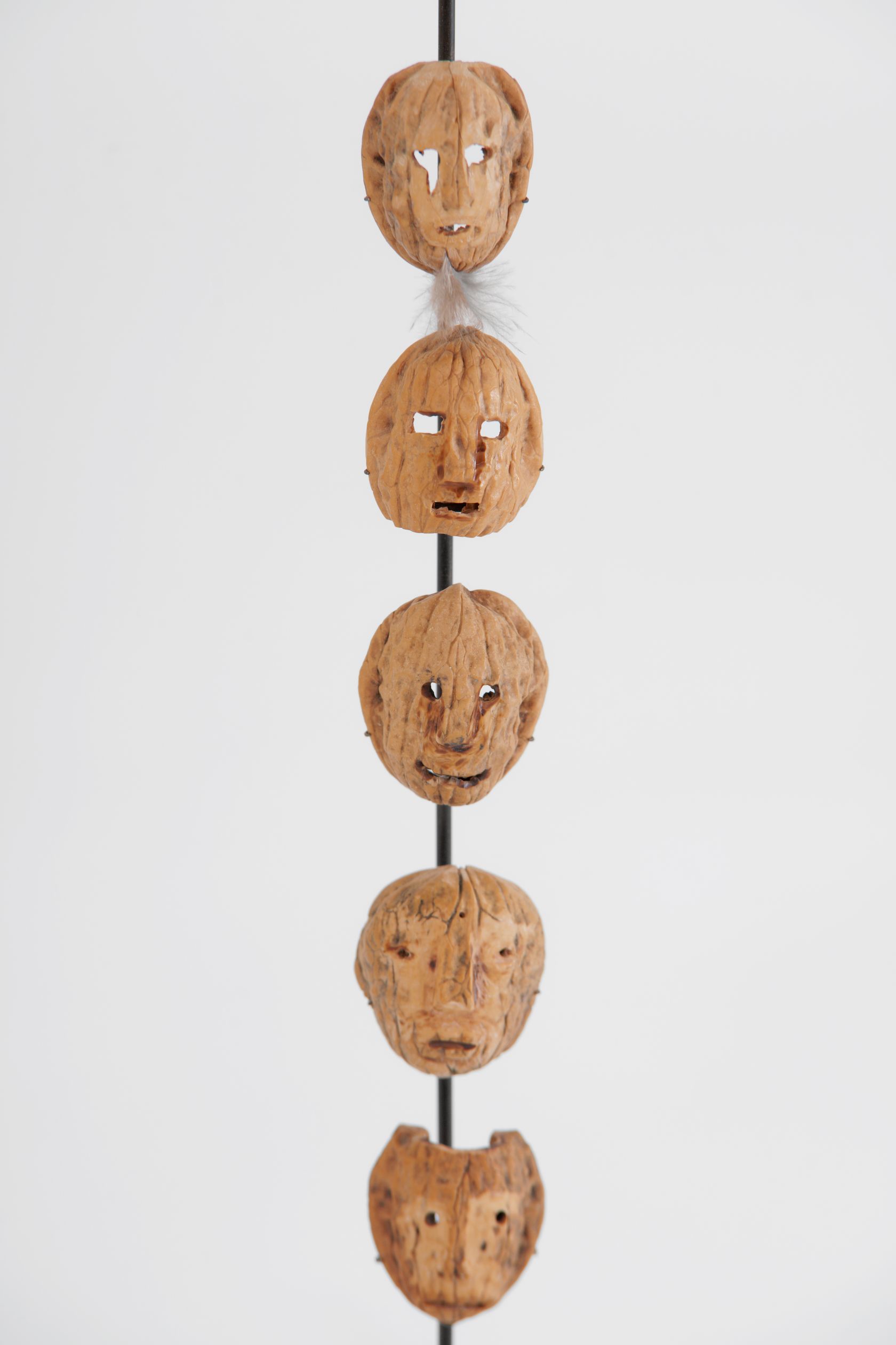 Hybridations Fertiles