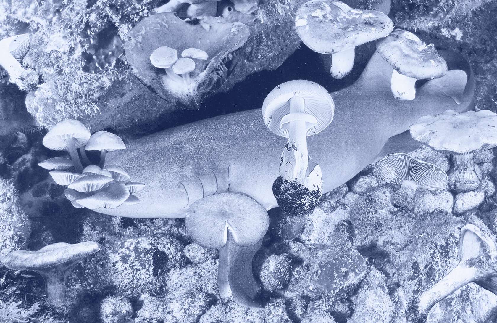 Laurent Le Deunff, Requin des Bois I, 2015 Tirage pigmentaire sur papier Hahnemühle110 × 169 cm / 43 2/8 × 66 1/2 in.