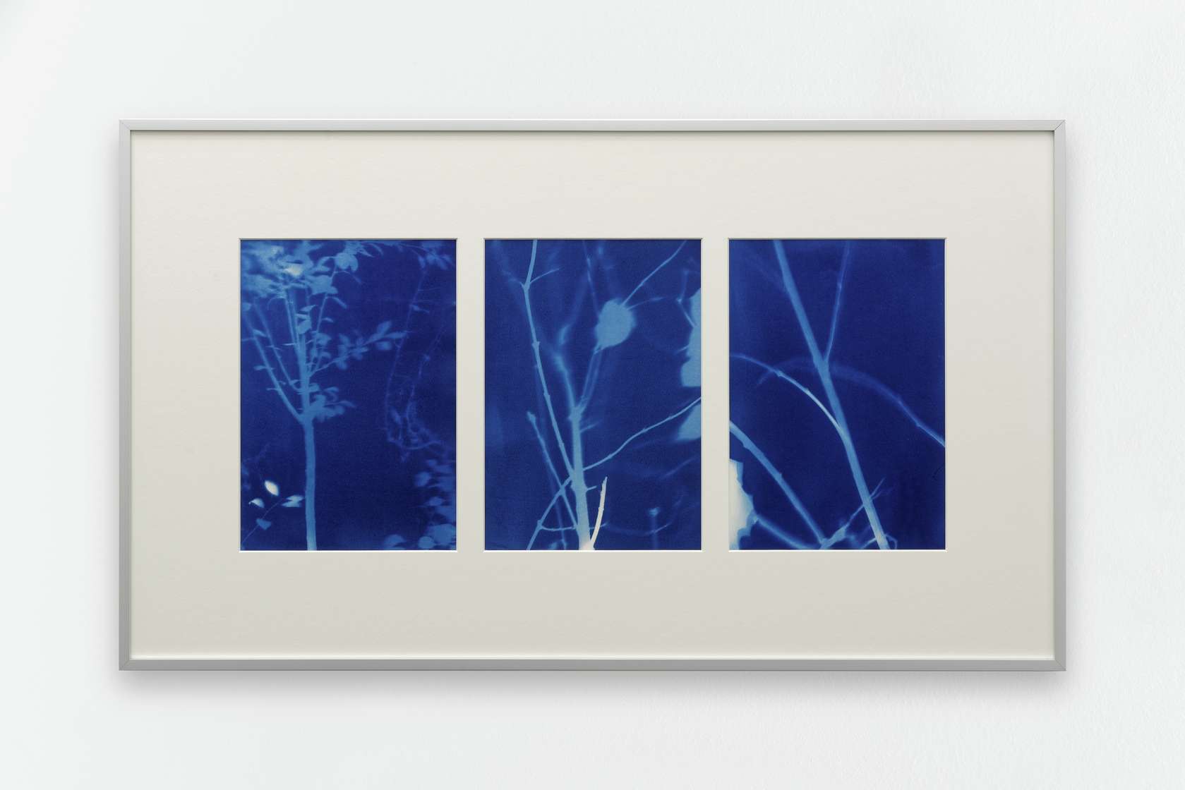 documentation céline duval, Les éphémères, CZ - 11/2015, 2015 Cyanotype sur papier27.5 × 19.5 cm / 10 7/8 × 7 5/8 in. | 49.5 × 85 × 1.9 cm / 3/4 in. (encadré/framed)